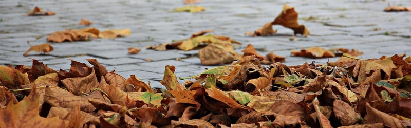 Autumn Scenic View