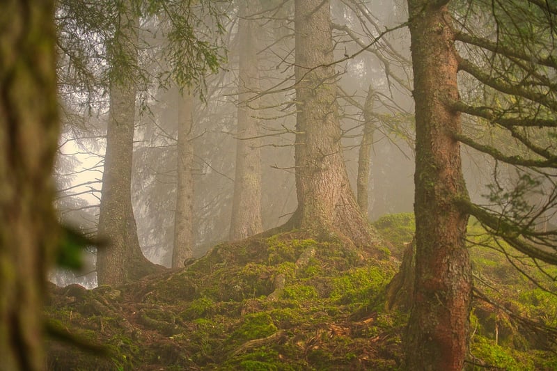 Forest Hiking Trail